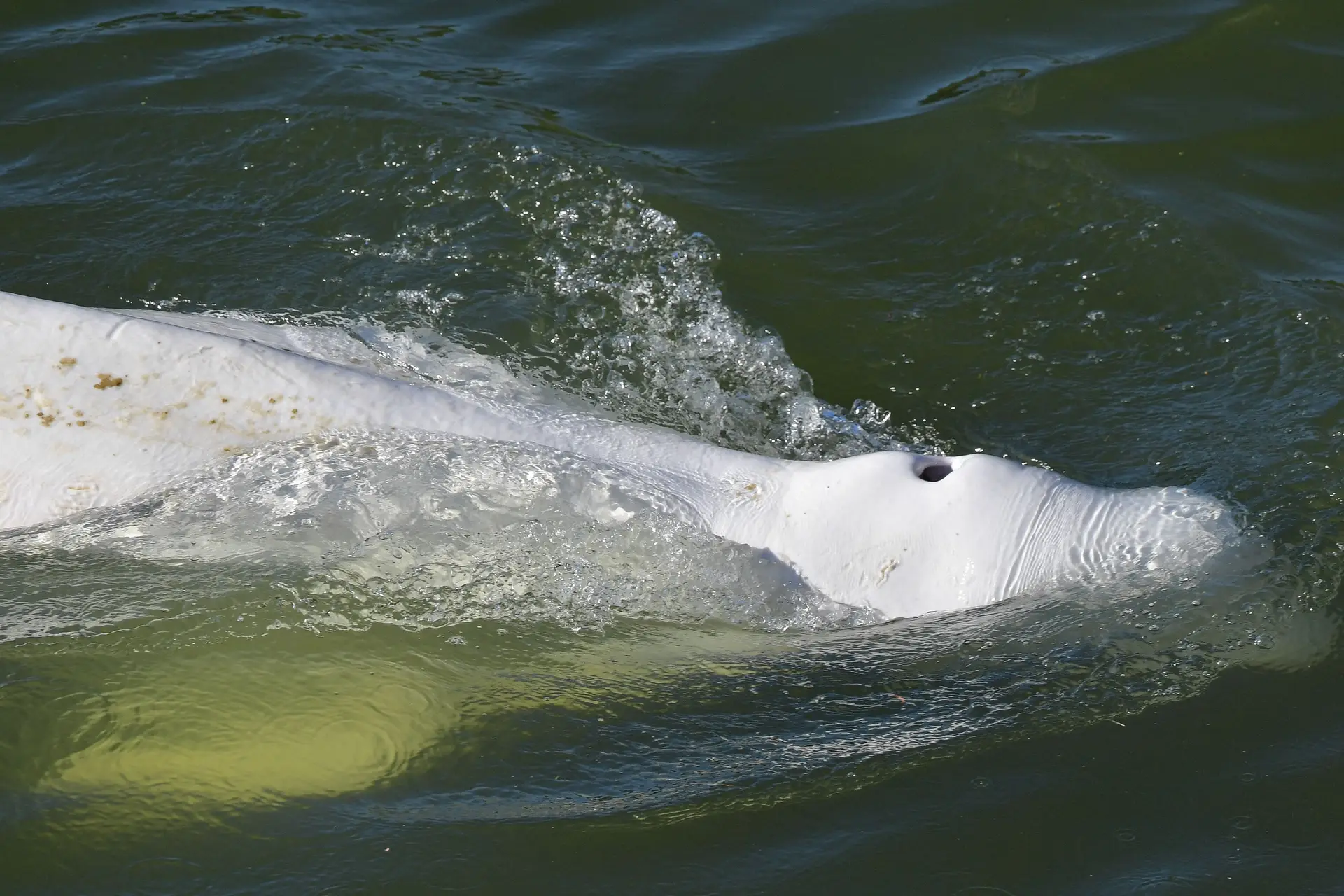 Morre beluga que estava perdida no rio Sena, na França, Mundo