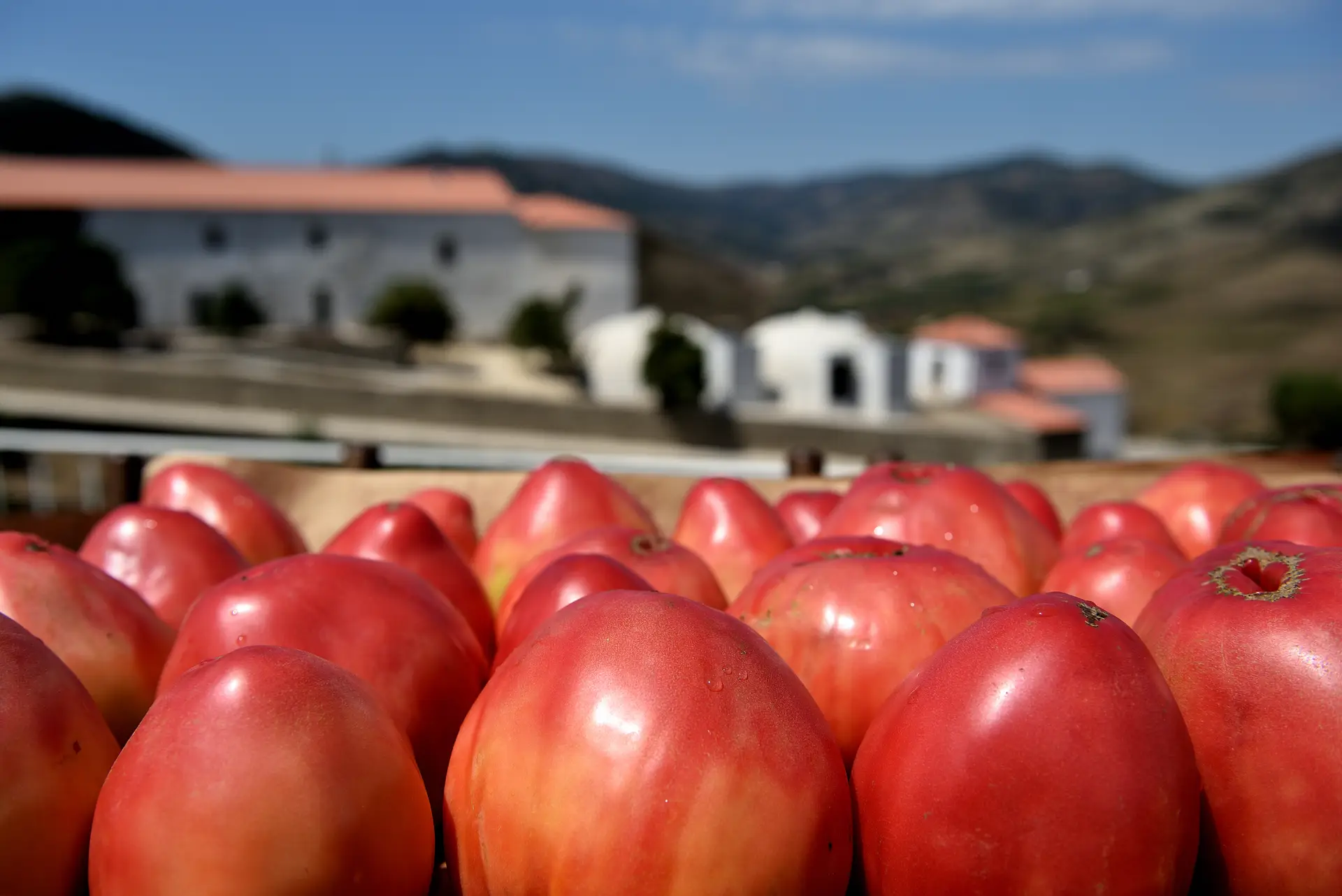 Coração de boi: Douro celebra o melhor tomate da região com provas, festas e menus especiais