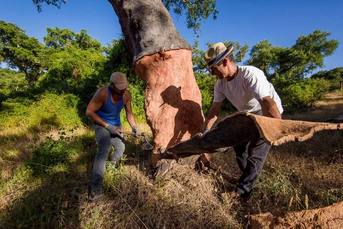 De sobreiro em sobreiro, fazer corktrekking pelo montado alentejano