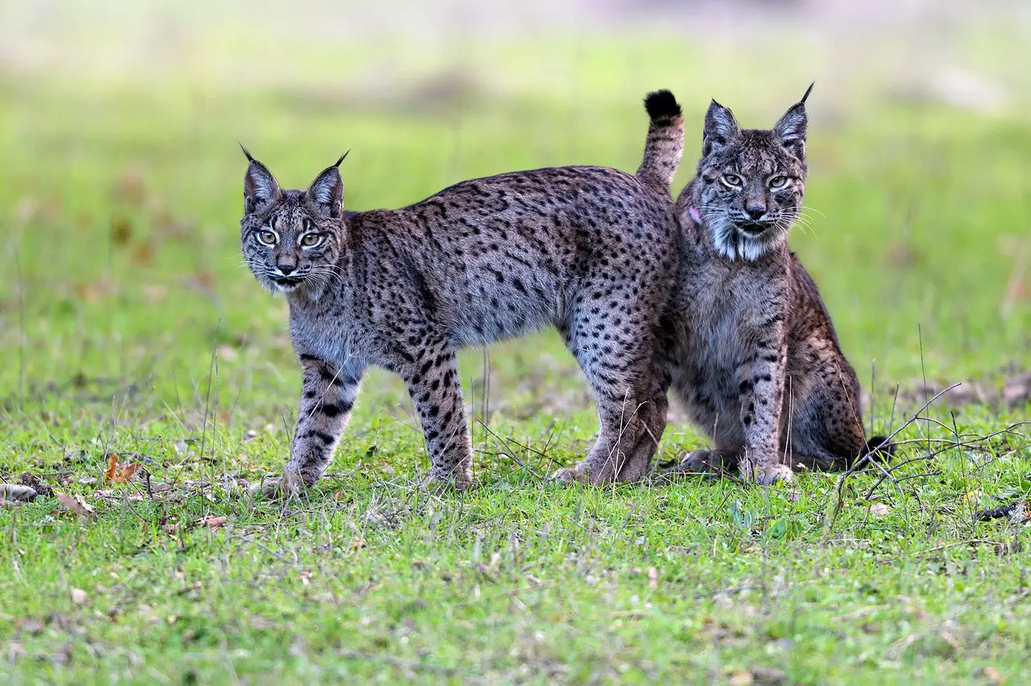 “Montado, o Bosque do Lince Ibérico”, revela-se num documentário único