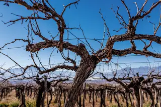No que respeita ao vinho, o que nos podem ensinar as vinhas velhas em períodos de seca tão intensa?