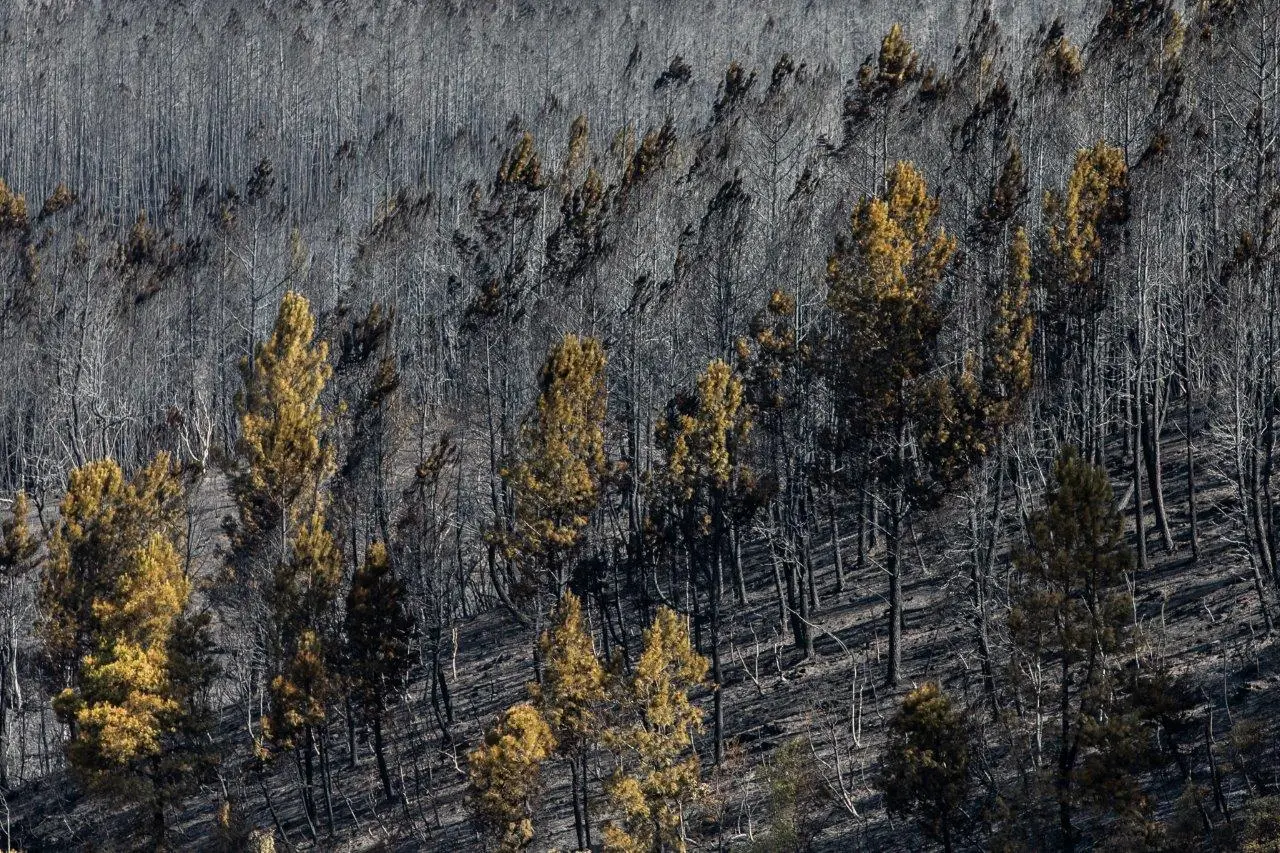 Fogo na Serra da Estrela causou danos de 300 milhões de euros