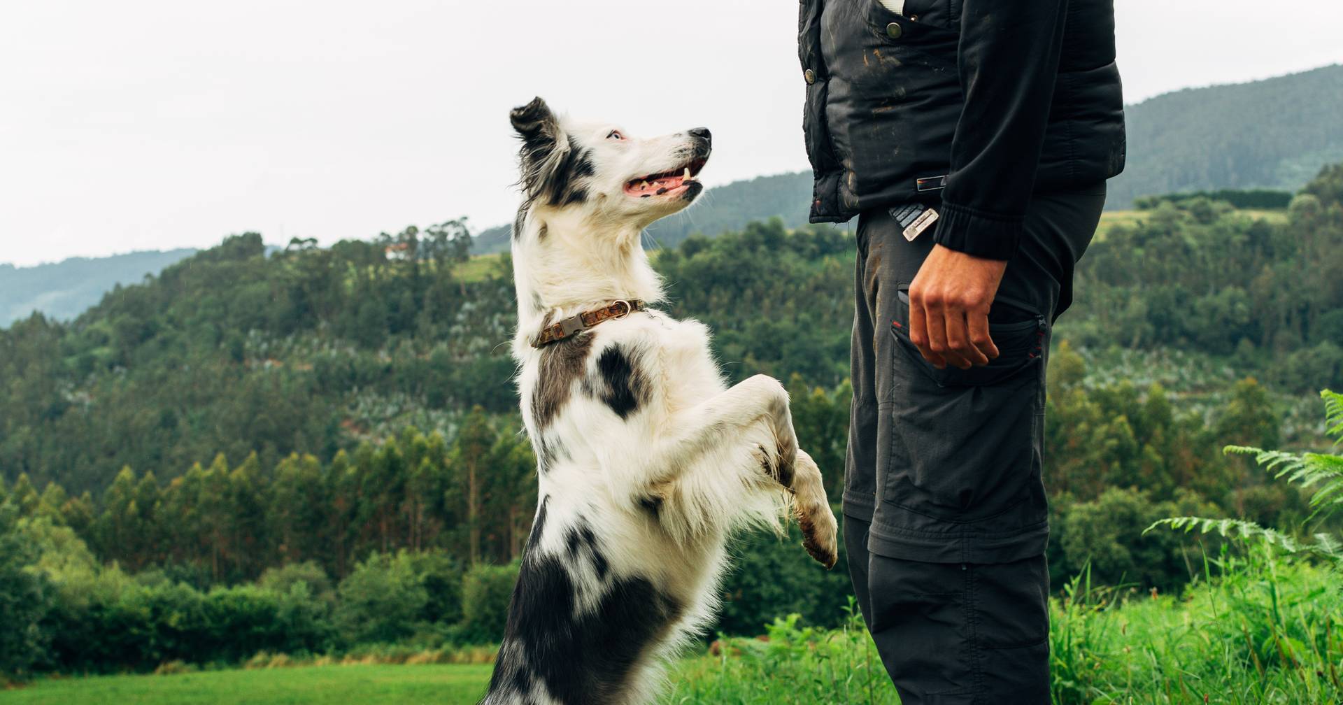 Cães choram de alegria quando se reencontram com os donos, aponta estudo