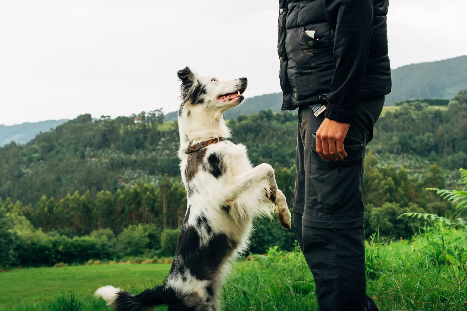 Cães choram de alegria quando se reencontram com os donos, aponta estudo
