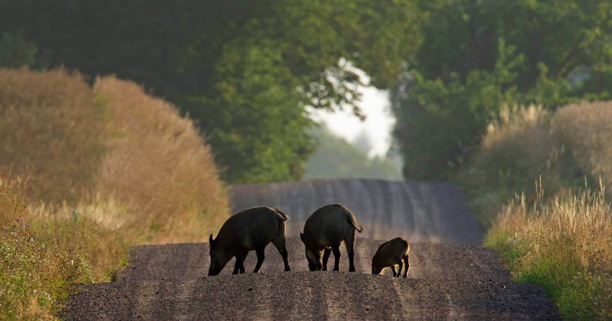 Proprietários pedem controlo dos javalis em Sintra e ICNF admite uso de armadilhas