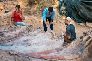 Investigadores portugueses descobrem esqueleto gigante de dinossauro em Pombal — que pode ser o maior já encontrado na Europa