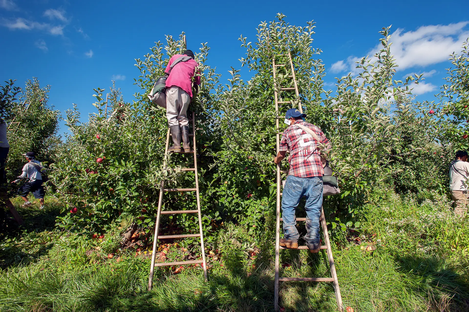Trabalhadores estão a ser angariados principalmente para a agricultura. Há casos de exploração em Beja, Serpa e Fundão.