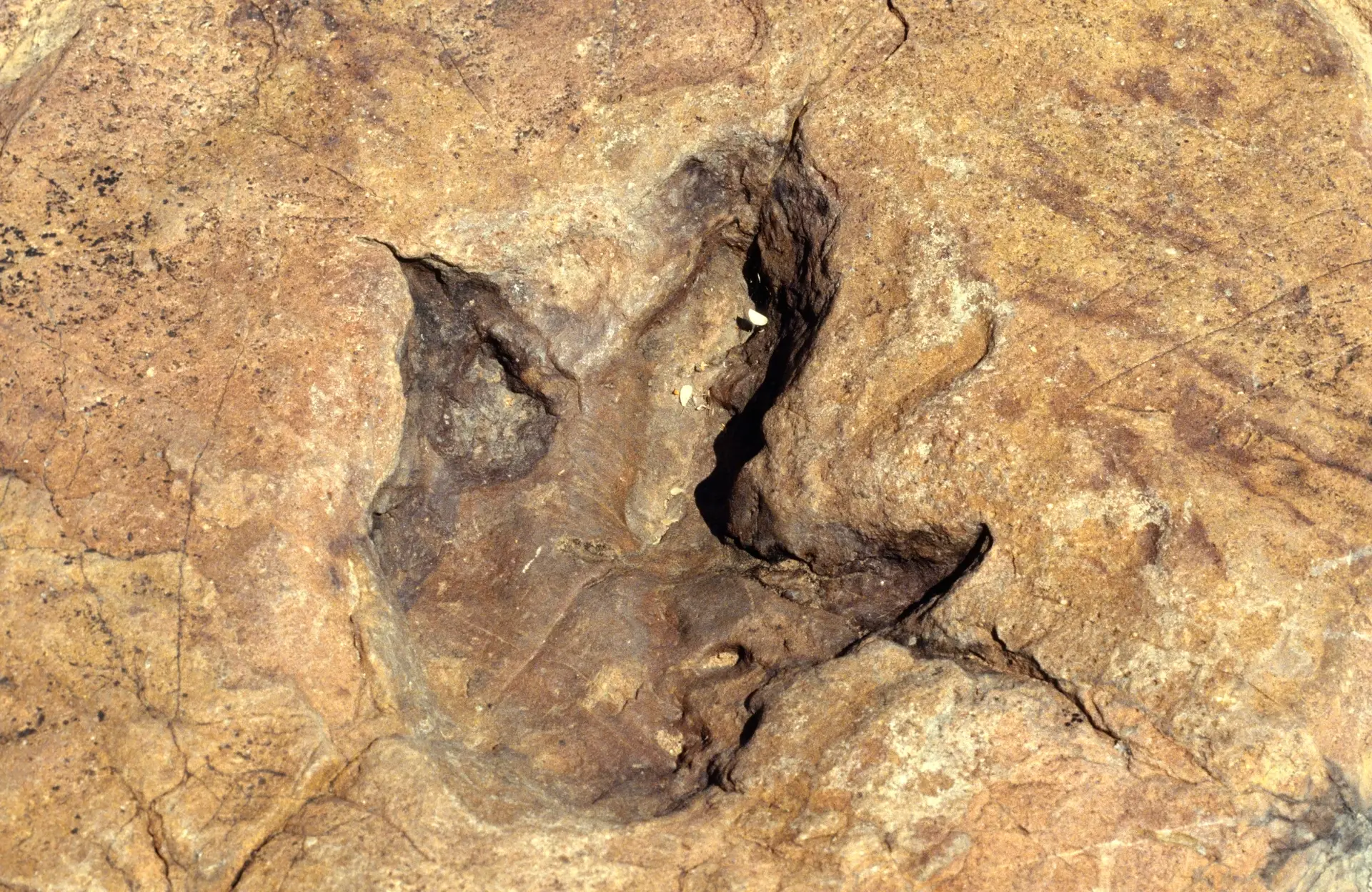 Dinossauro mais antigo de África foi descoberto no Zimbabué