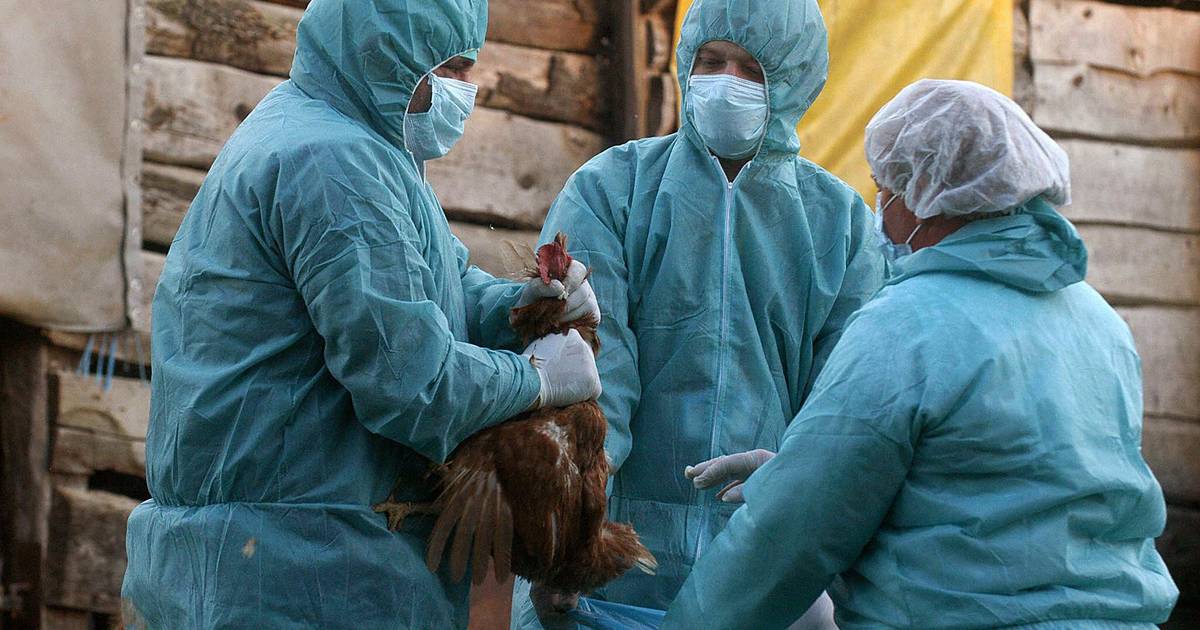 Gripe das aves: surto em Benavente provoca morte de mais de mil patos