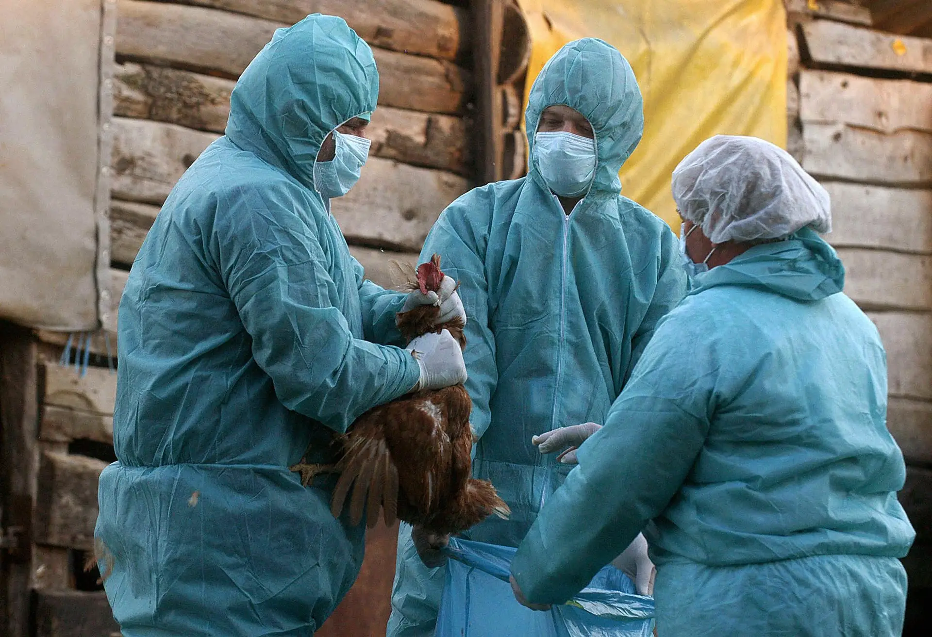 Gripe das aves: surto em Benavente provoca morte de mais de mil patos