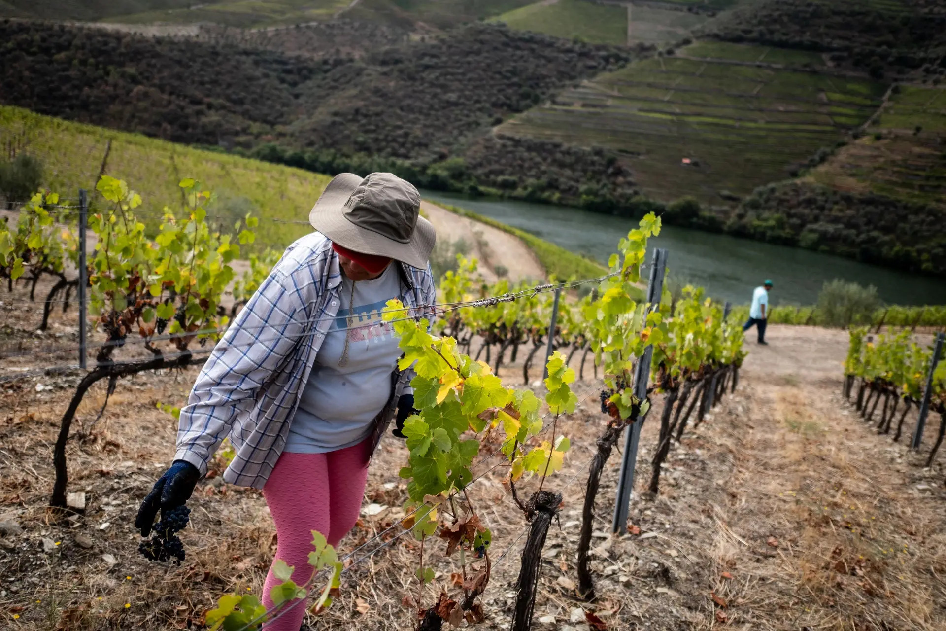 Vendas de vinhos do Porto e Douro atingem recorde de 625 milhões de euros