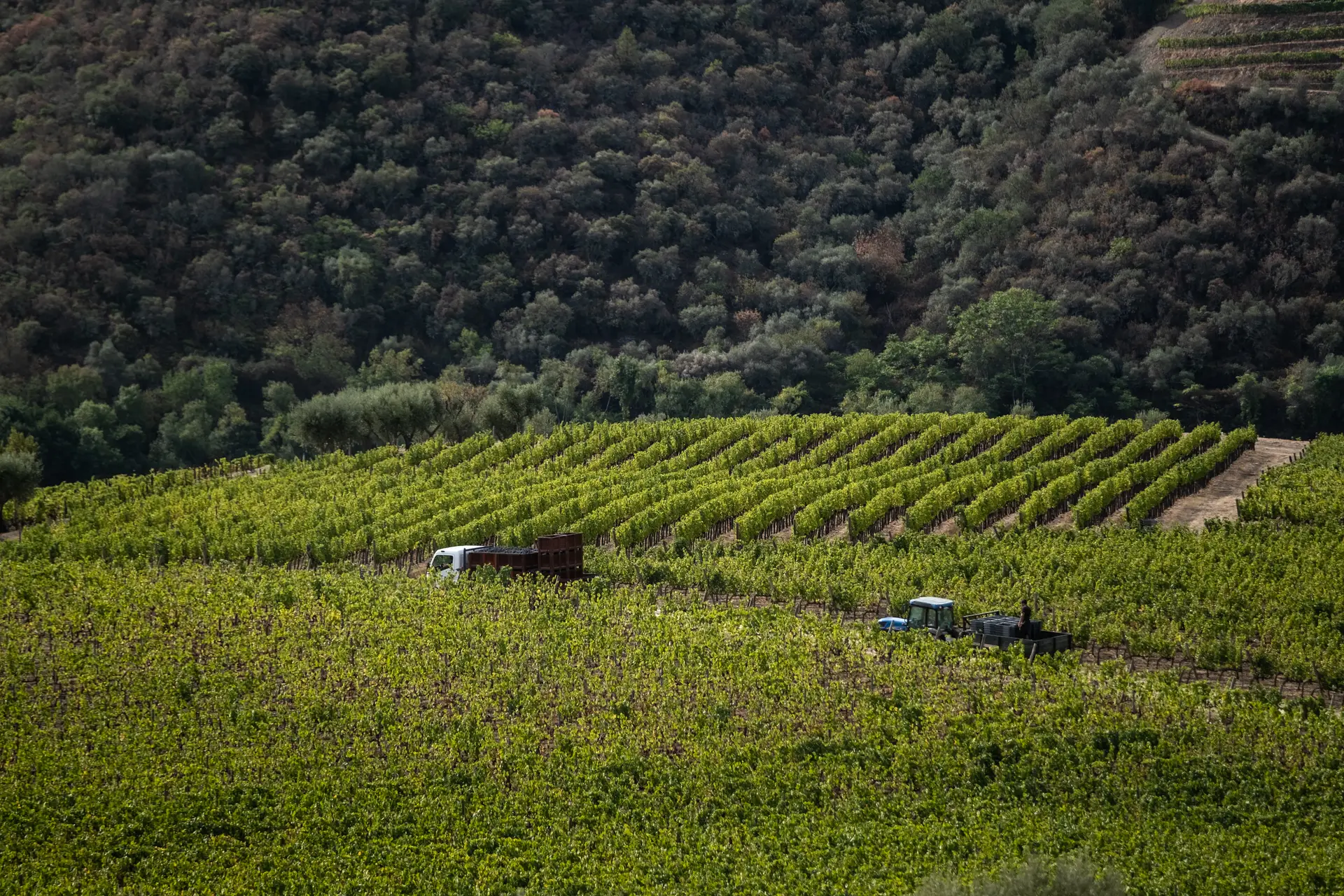 Com 781 hectares de vinhas próprias e 73 viticultores parceiros, o grupo The Fladgate Partnership continua a dedicar-se em exclusivo ao vinho do Porto