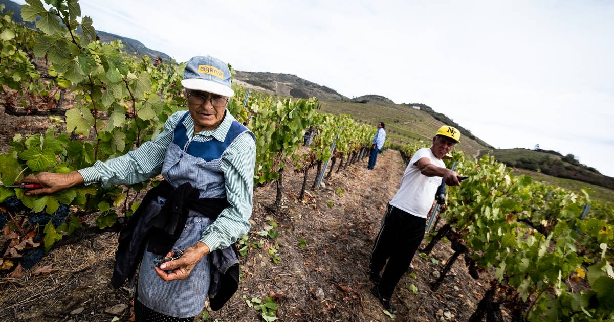 Crise no vinho: Governo paga 42 cêntimos por litro para destilar, mas a região do Douro recebe 75 e há quem não perceba “o privilégio”