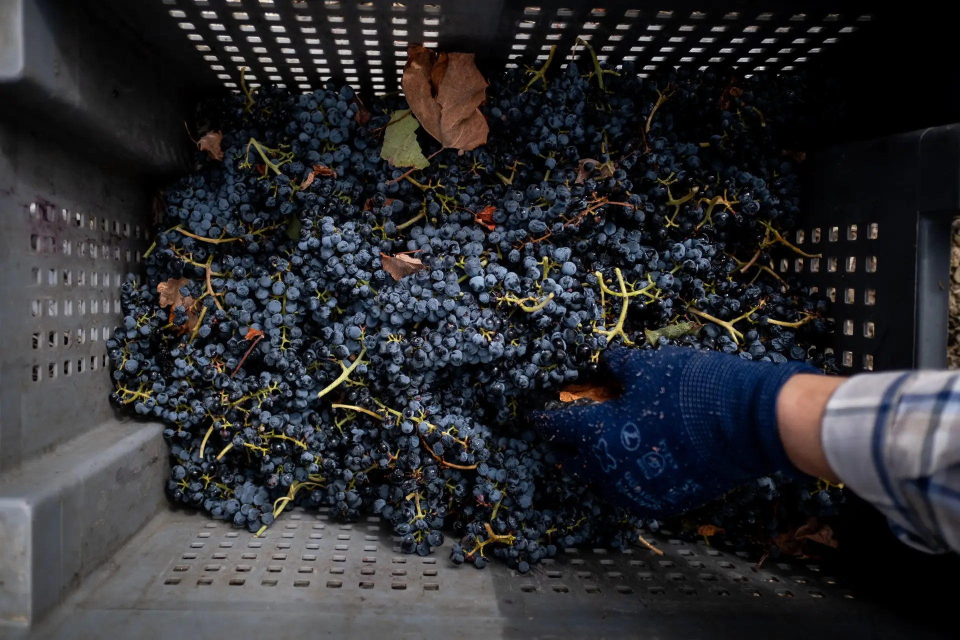 Num ano extremo, marcado pelo calor e pela seca, os bagos são mais pequenos e a vindima "vai ser mais curta", mas a qualidade do vinho parece estar garantida, dizem os viticultores