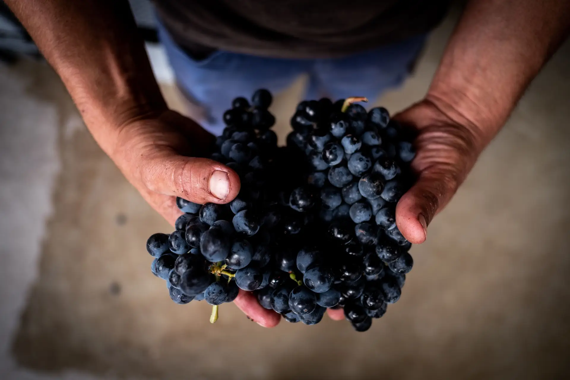 Exportações de vinho crescem, mas ressentem-se da falta de matéria-prima