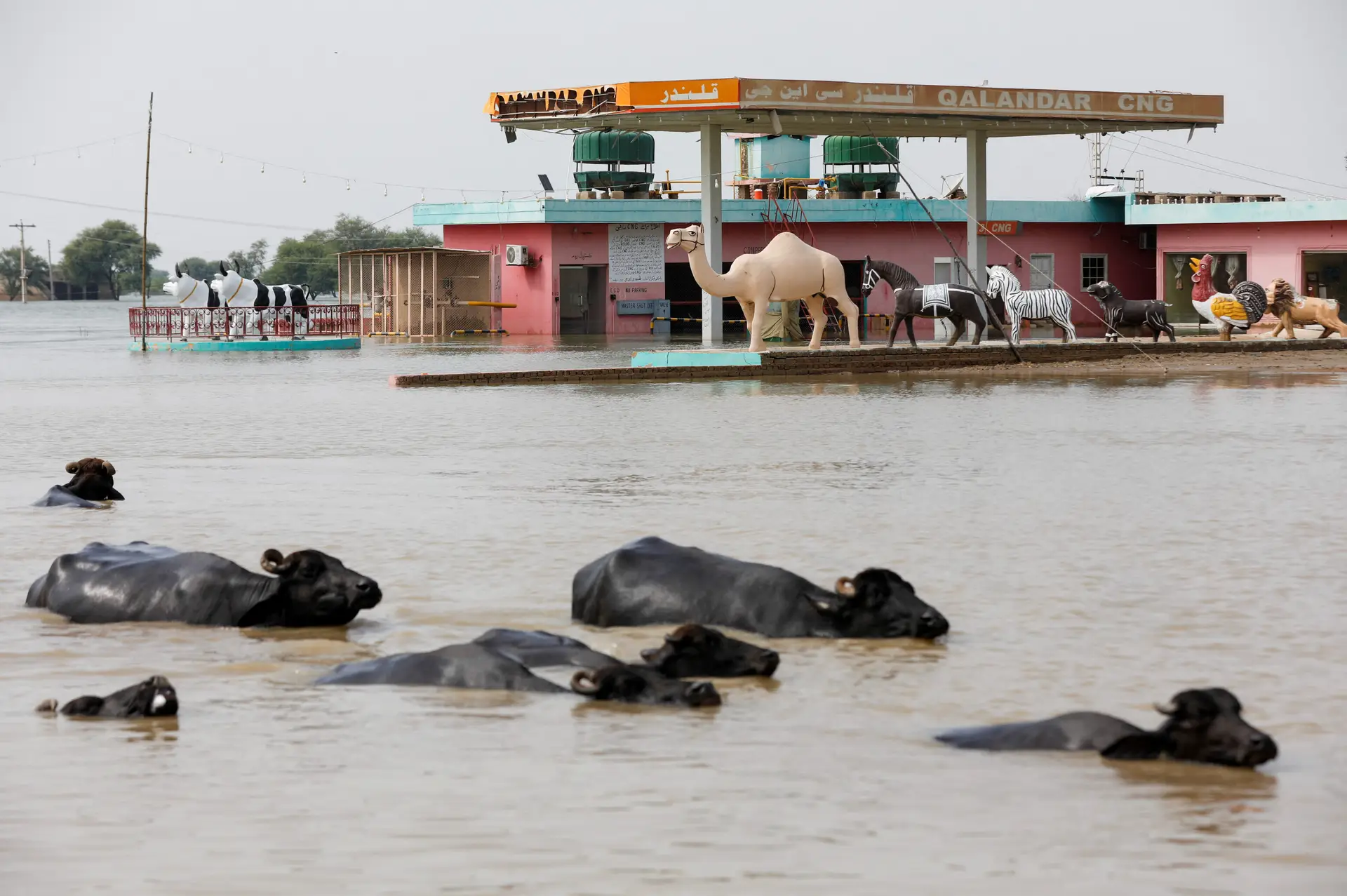 Uma manada de búfalos desbrava as águas, onde normalmente passa uma autoestrada, em Sehwan