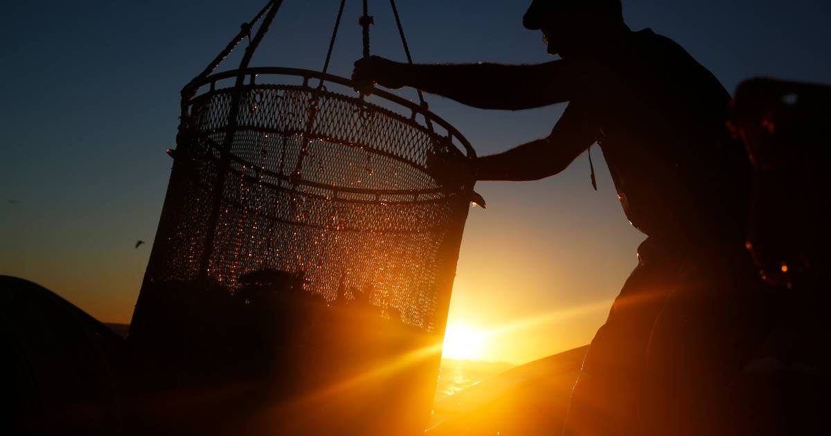 Apreendidos 680 quilos de pescado capturado ilegalmente nos Açores