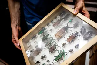 O declínio dos insetos é uma “crise silenciosa mas existencial”: uma entrevista a Oliver Milman