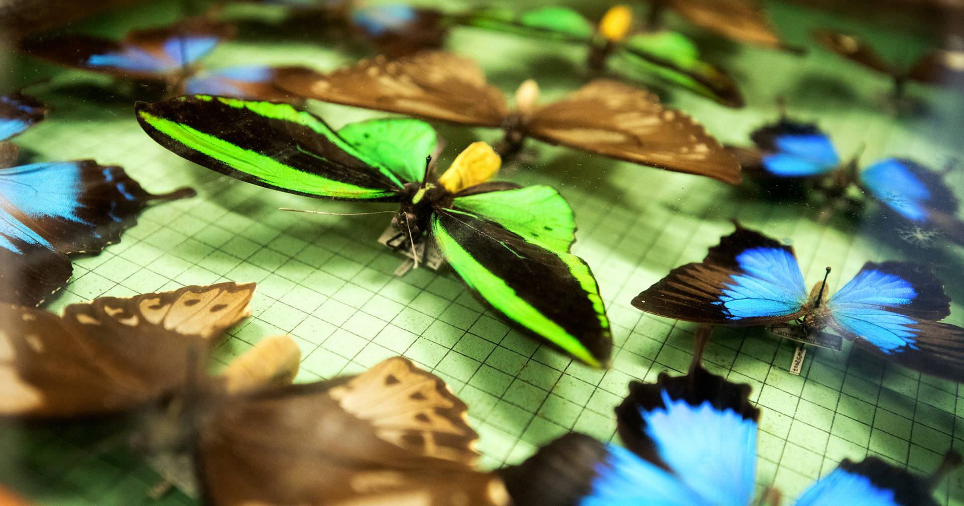 40% de todas as espécies de insetos estão a desaparecer - e o nosso mundo pode desaparecer com eles