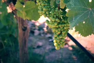 Quinta Madre de Água
