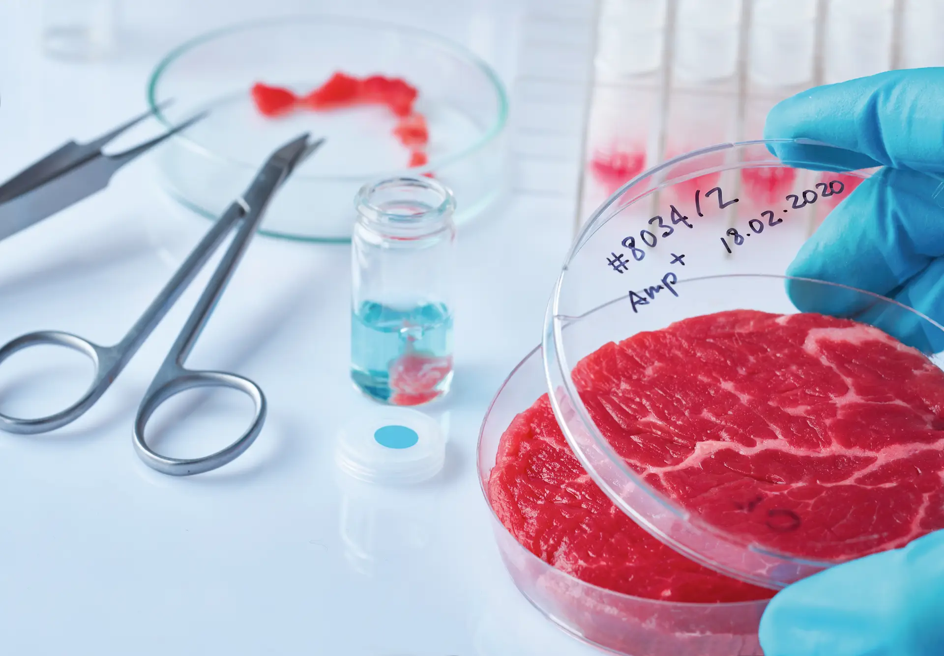 O que tem a carne a ver com biotecnologia? Vários engenheiros biomédicos têm dedicado os últimos anos a produzir carne verdadeira sem abater um único animal. Cada vez mais, este será o futuro à mesa