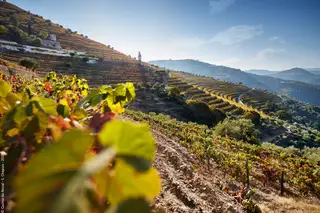 Douro Vinhateiro