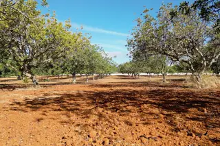 Apanha de alfarroba