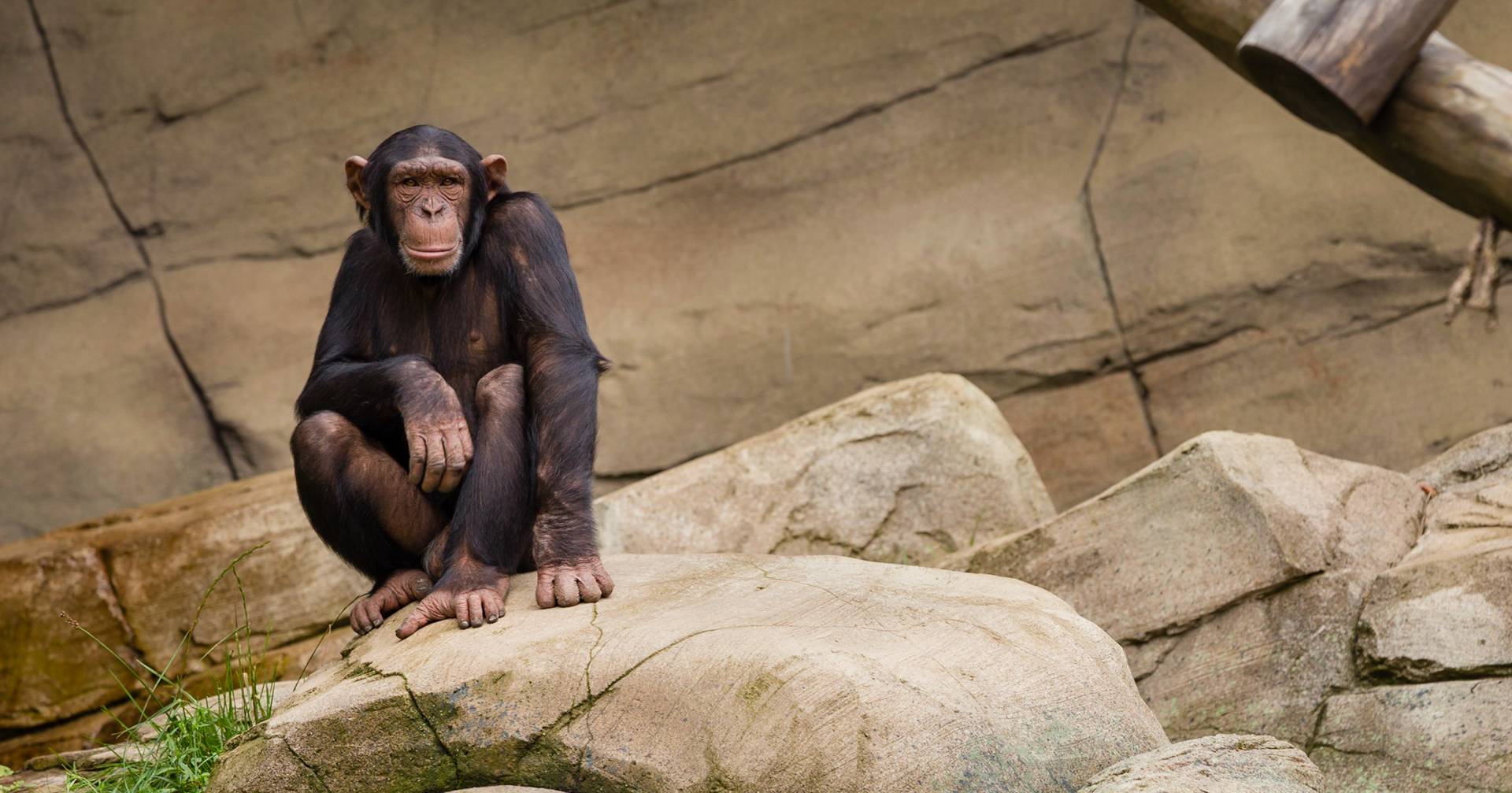 Estudo alerta para vírus endémico em macacos com condições de transmissão a humanos