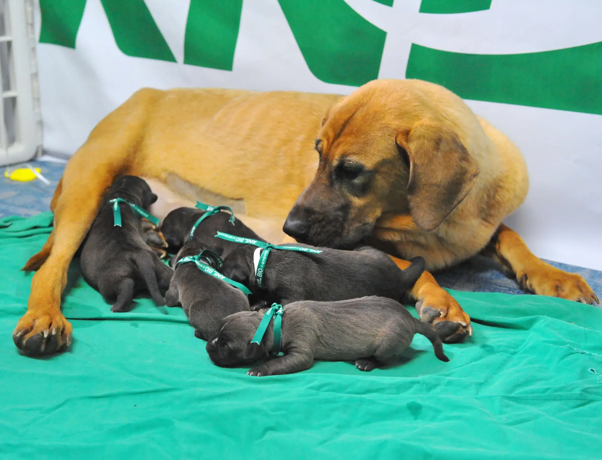 A proteção jurídica dos animais “não é inconstitucional”: 47 juristas assinam manifesto contra decisões do Tribunal Constitucional