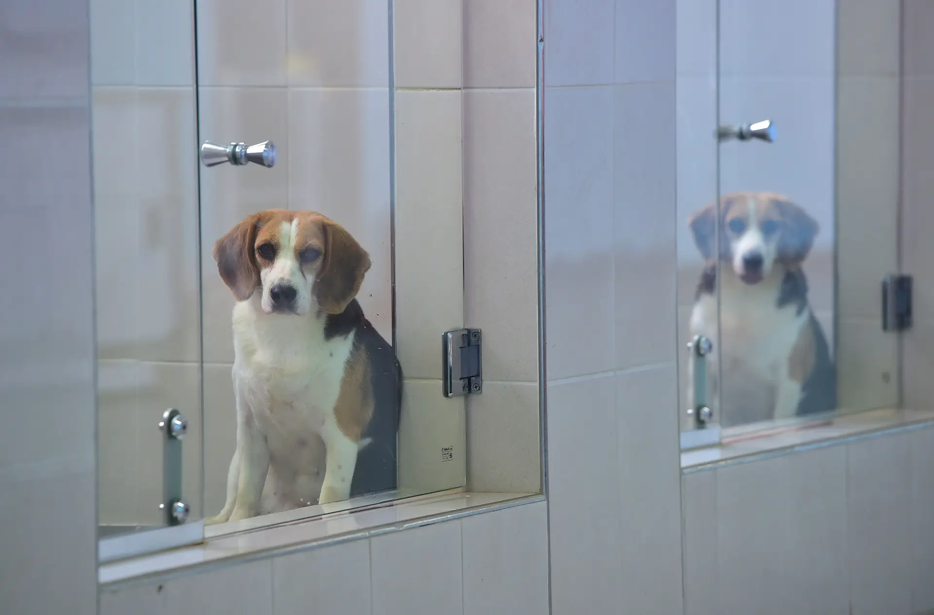 🐾 Já pensou em clonar o seu animal de estimação? Continuar o “legado” de cães e gatos é possível, mas eticamente “questionável”
