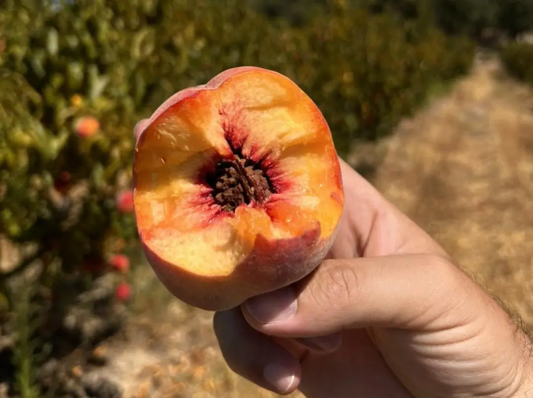 O Pêssego da Cova da Beira lança perfume, sabor e muitas memórias