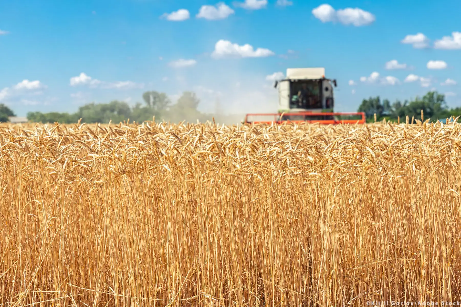 Preço do trigo ‘dispara’ 7% depois dos ataques russos desta manhã e volta a falar-se de insegurança alimentar