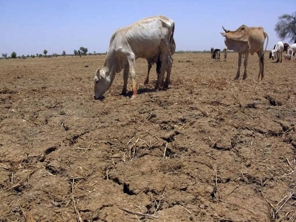 Uma vaca pasta num terreno desertificado e infértil, afetado pela seca, na aldeia africana de Mbelogne, no Sahel