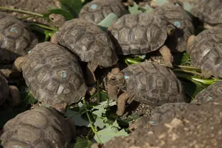 Um grupo de tartarugas gigantes numa ilha do Equador, onde a Natureza está consagrada na Constituição