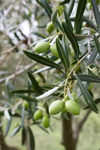 Azeite DOP Trás os Montes