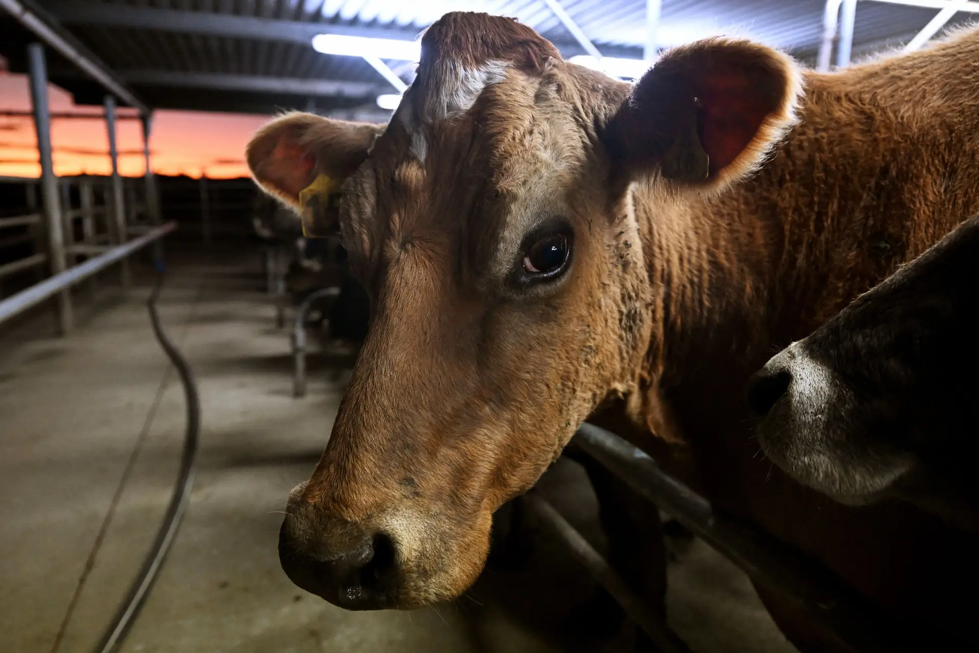 Na Nova Zelândia, quase metade das emissões do país provêm do setor agrícola