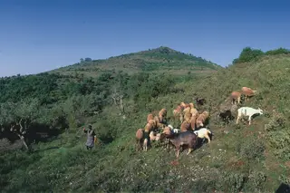 Serra do Sicó, Penela