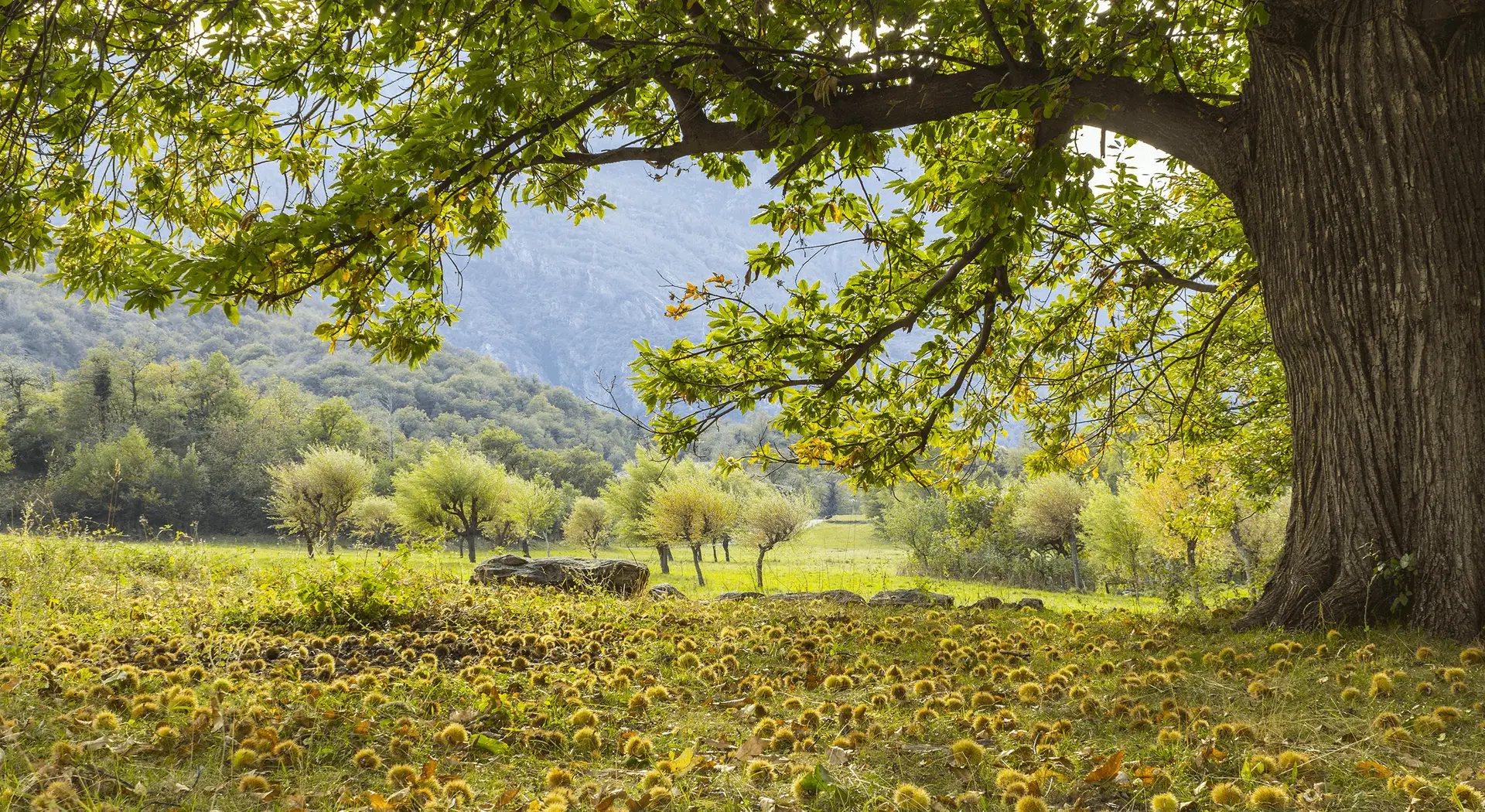 Estes são os seis destinos em Portugal que deve visitar em novembro