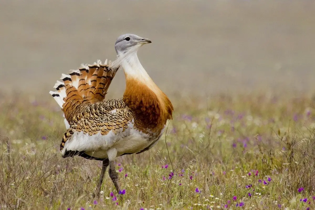 Há várias espécies de aves em risco de desaparecer. A culpa é da agricultura intensiva e do uso excessivo de pesticidas