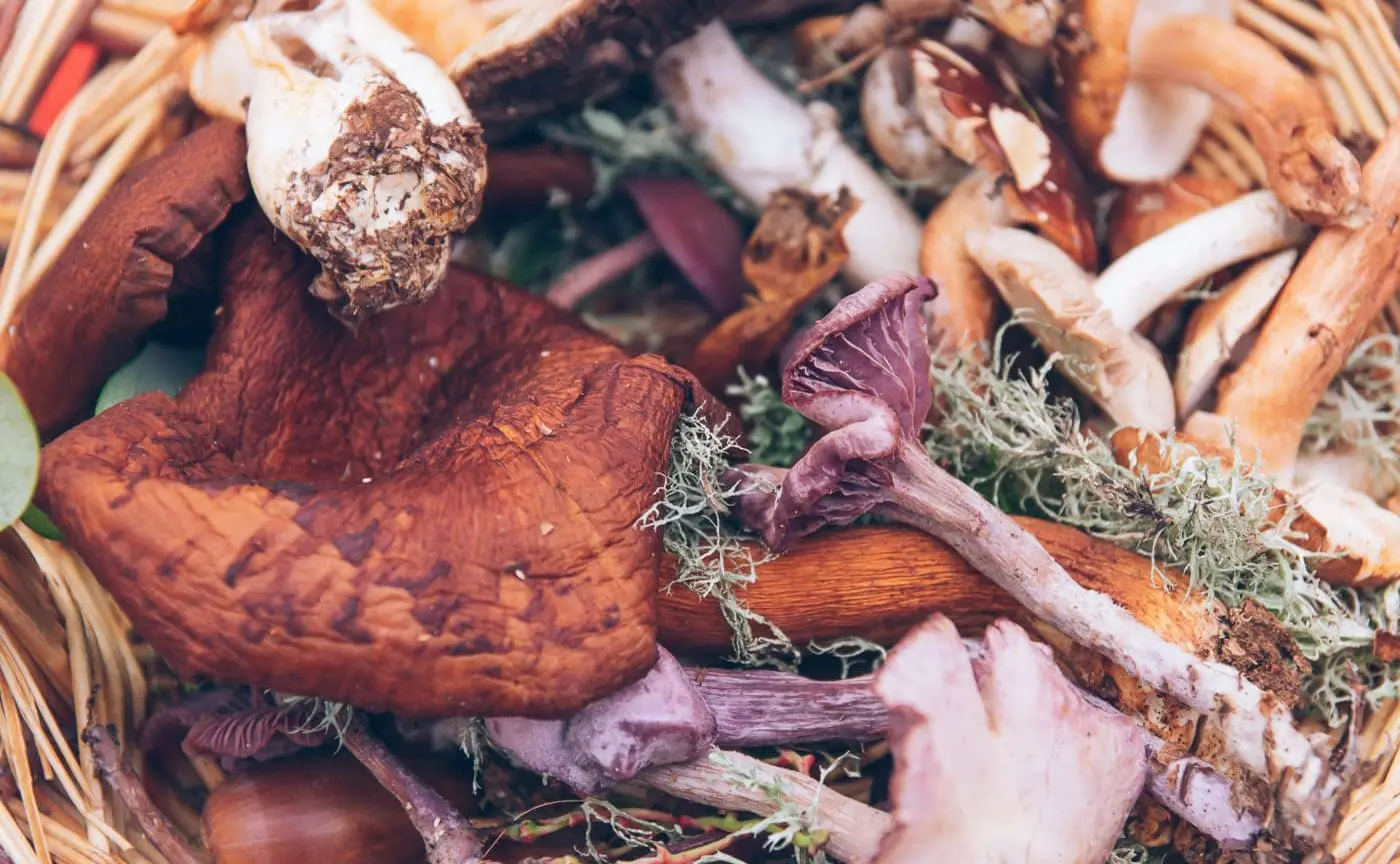 “Vamos aos Míscaros”? À descoberta dos cogumelos “mágicos” no festival que junta sabores e aromas de outono no Fundão