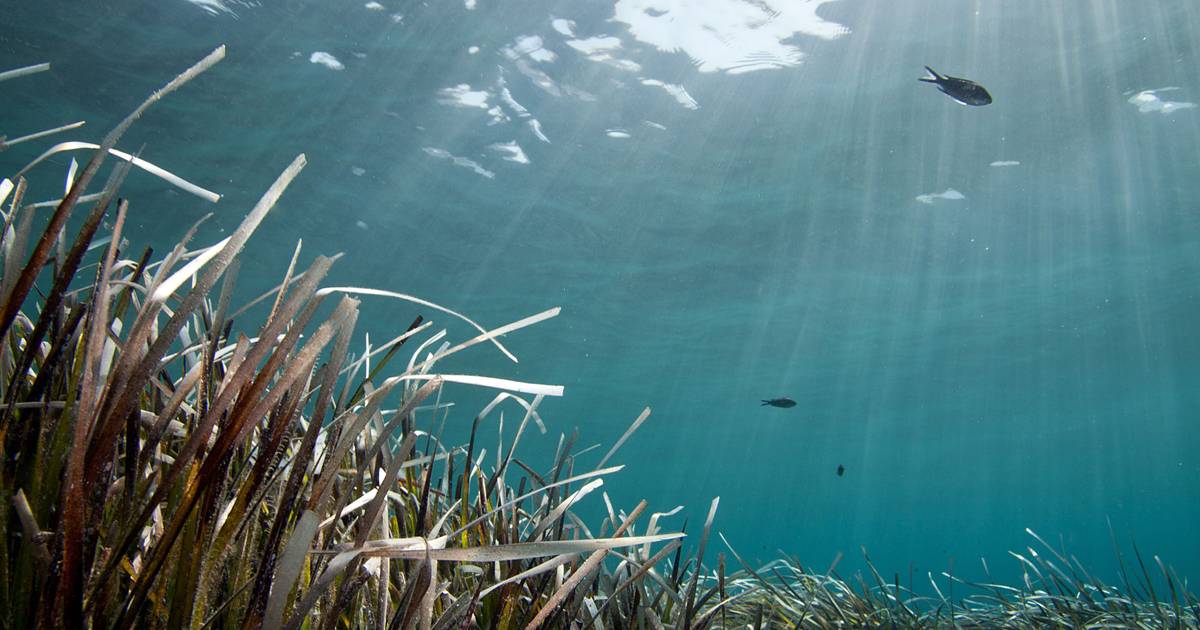 Mittelmeerwasser erreichte am 13. August Rekordtemperatur von 28,54 Grad