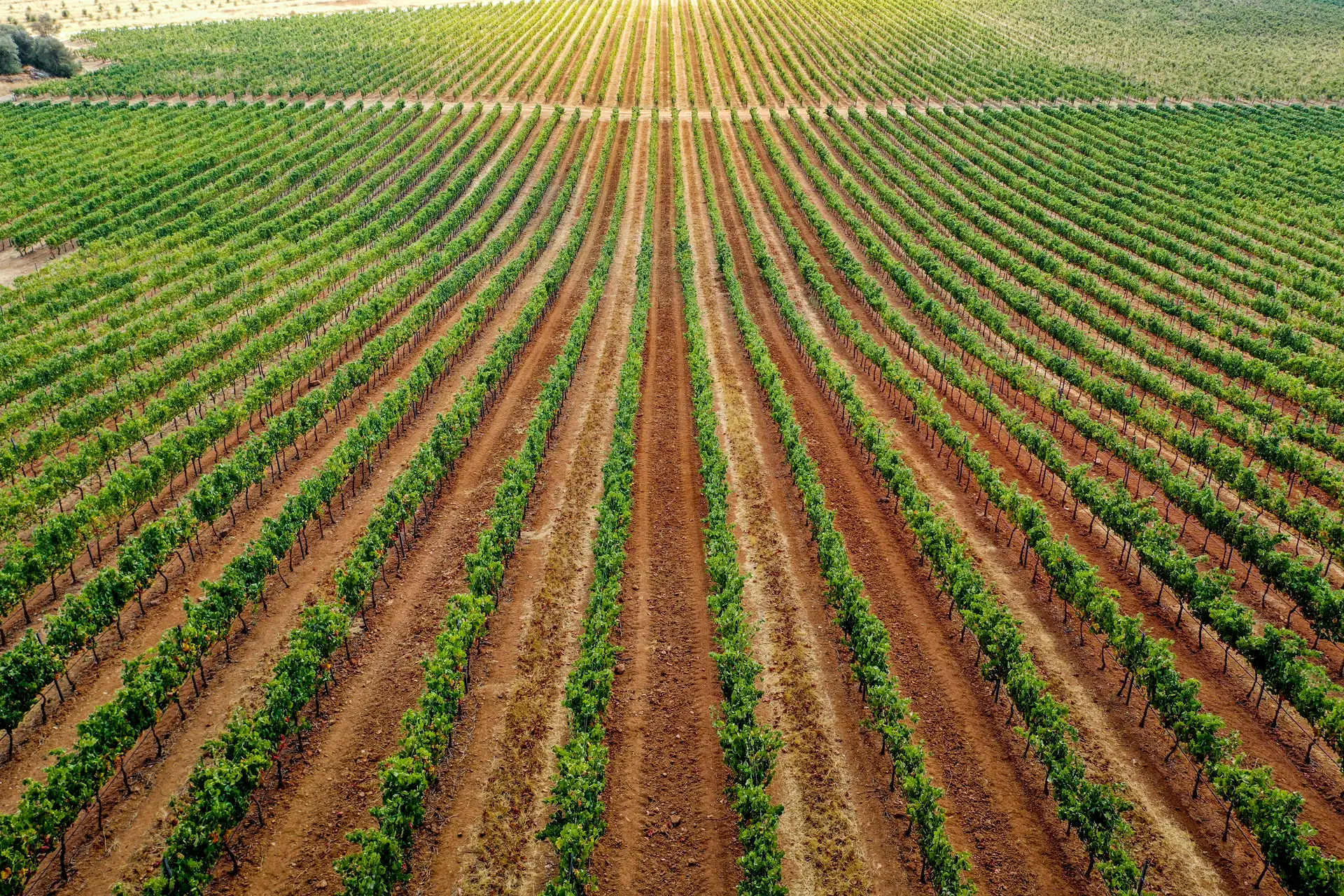 Agricultura portuguesa conhece o melhor da produção nacional em época de crise