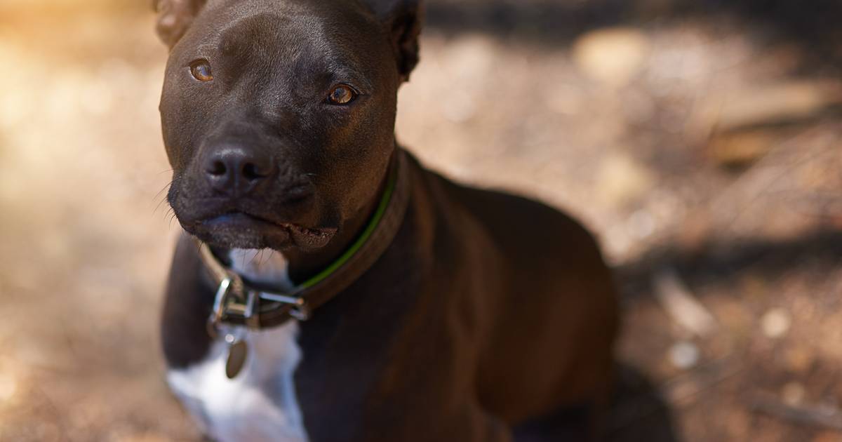 Homem deixou morrer cão por falta de cuidados veterinários. Constitucional diz que não houve crime