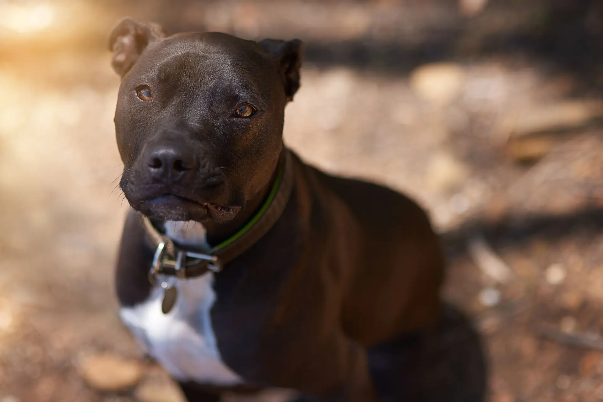 Homem deixou morrer cão por falta de cuidados veterinários. Constitucional diz que não houve crime