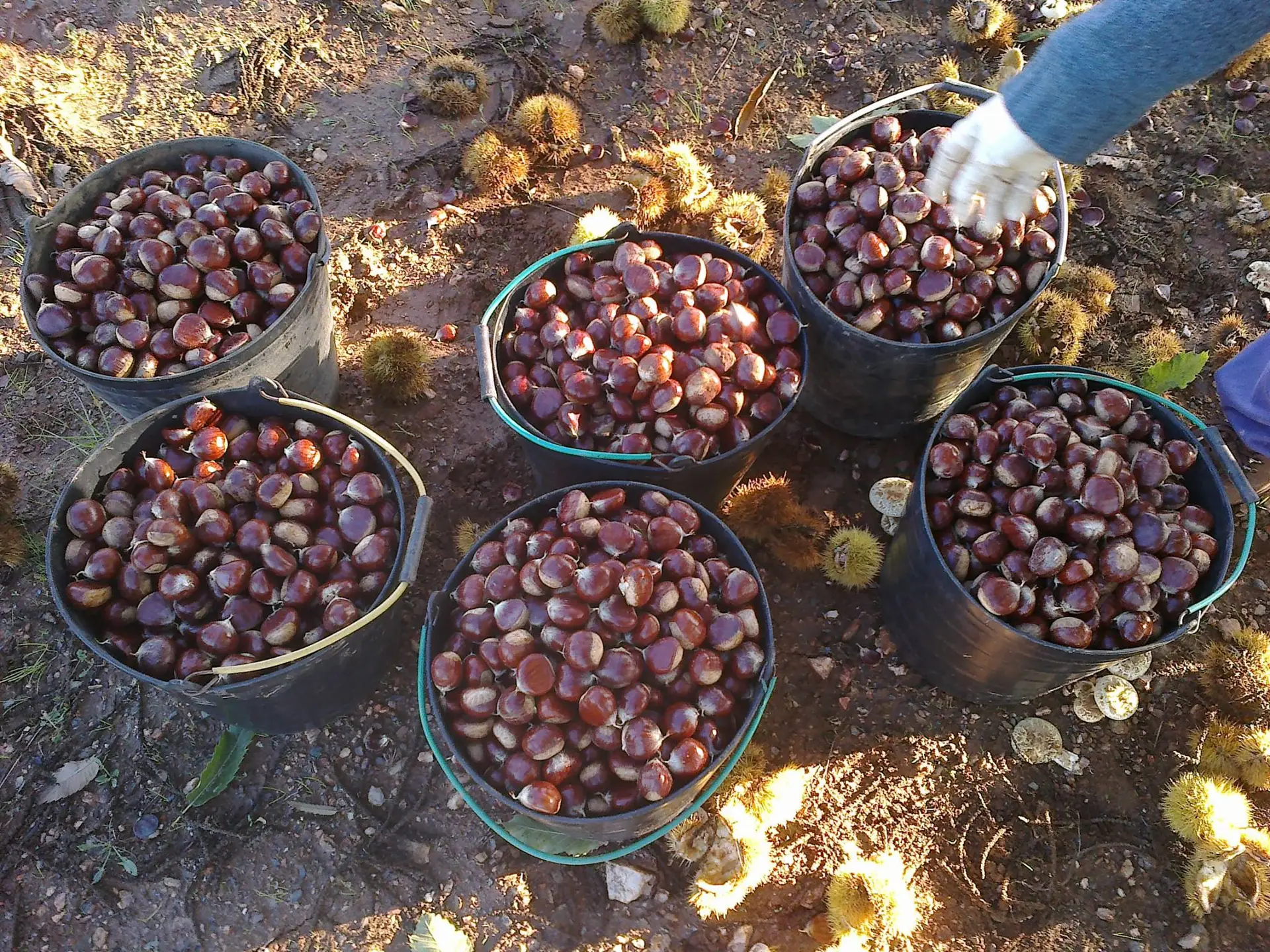 Entre castanhas e cogumelos descobrem-se os segredos do Nordeste Transmontano (VÍDEO)