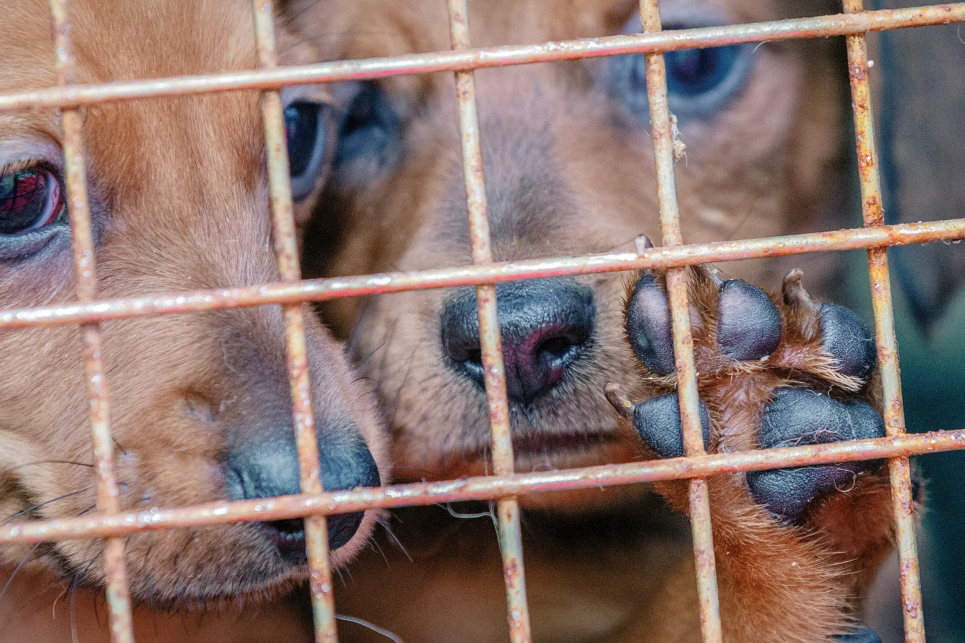 Os crimes contra os animais estão em risco de não entrarem na Constituição: o PS quer, o BE e o Chega também, mas o PSD nem por isso