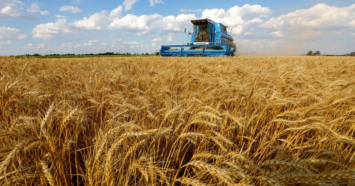 Rússia colhe mil milhões de dólares de trigo nos territórios ocupados da Ucrânia