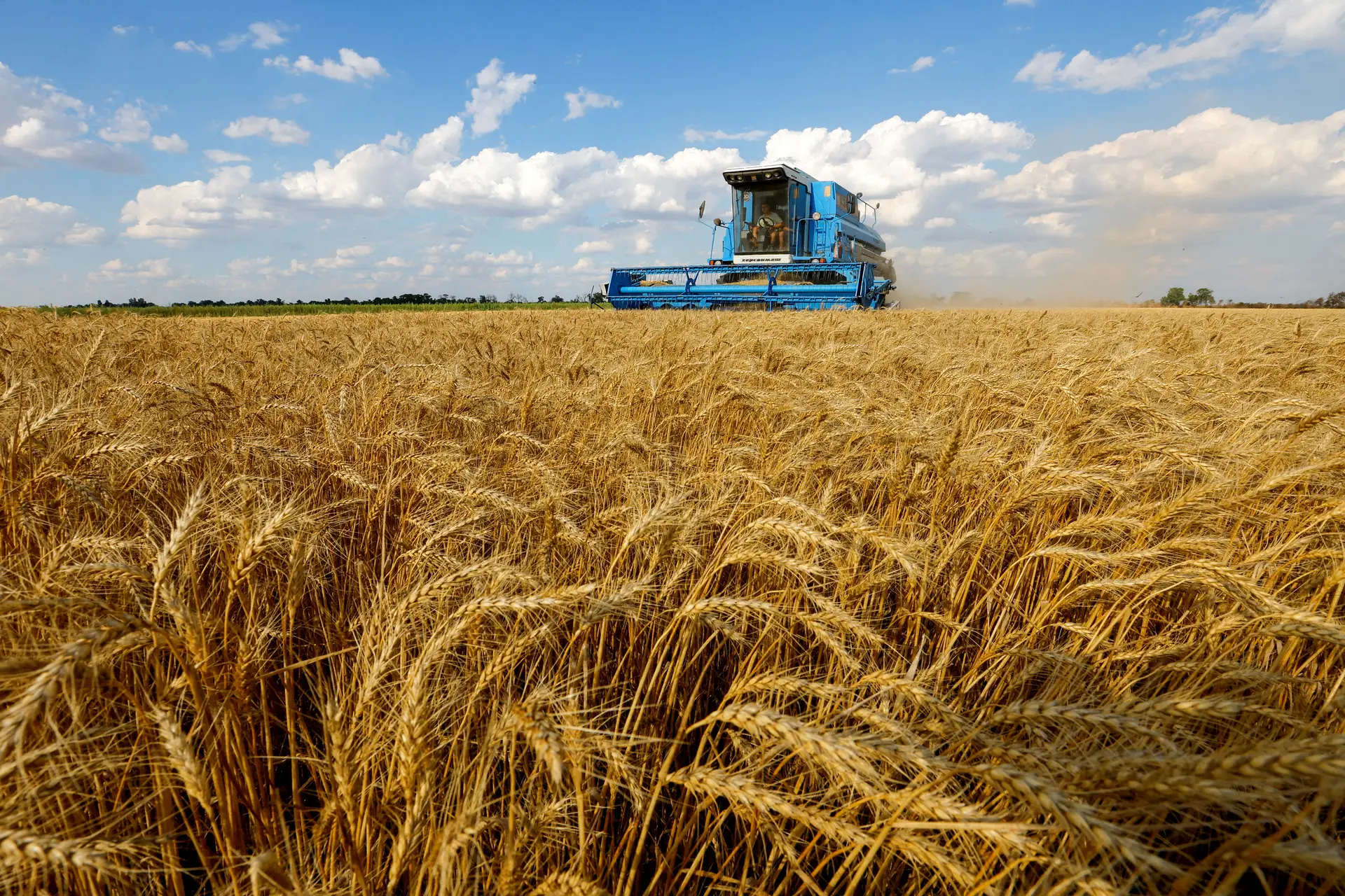 Rússia colhe mil milhões de dólares de trigo nos territórios ocupados da Ucrânia