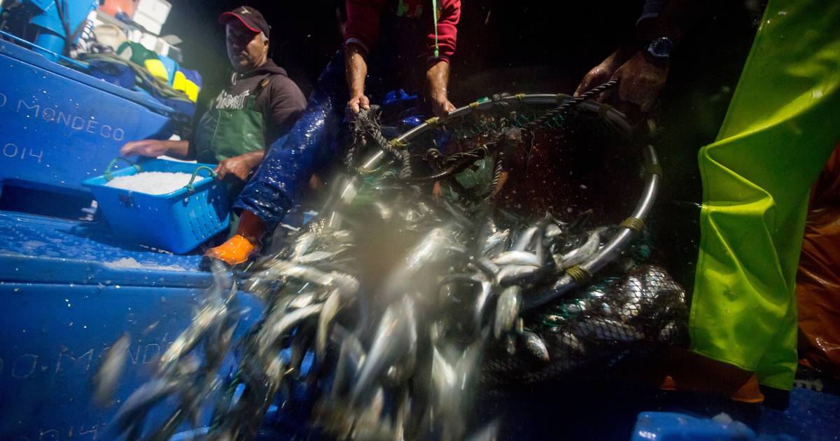 Pescadores de Matosinhos dão ao mar 20 toneladas de sardinha em véspera de S. João