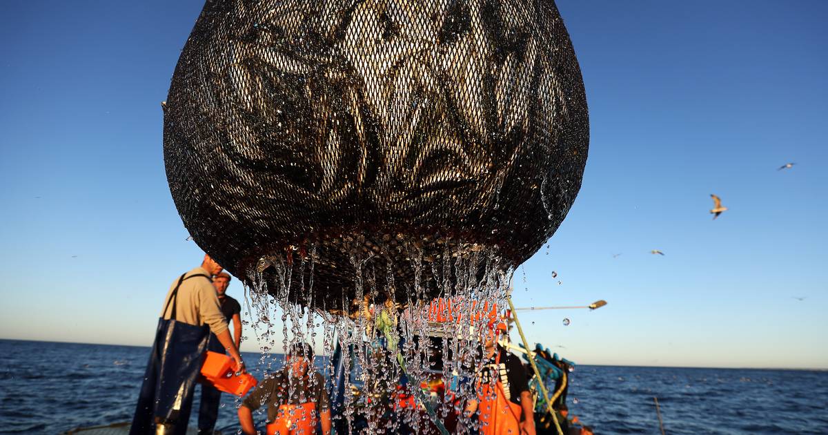 Frota portuguesa captura menos 10% de pescado em 2022